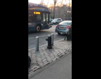 Eagle catches rat bounce off hits bus