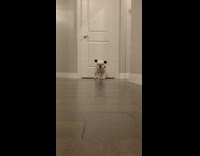 Dog wears animal ear headband 