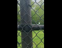 Skunk near baseball game 