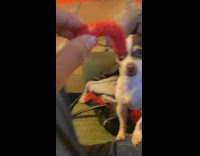 Dog eats hot Cheeto on the ground Part 2