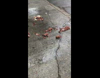 A bunch of live and crushed crawfish scattered across the floor 
