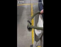 Collab DailyDoseOfInternet - guy ties his brown dog to a pole parking lot