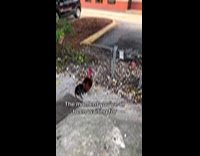 Man asks rooster why it crossed the road 
