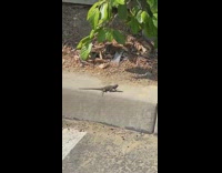 Lizard do push ups at parking lot