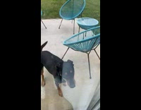 Dog barking outside of door aggressive