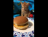 Sleepy orange kitten sitting in front of cheeseburger 
