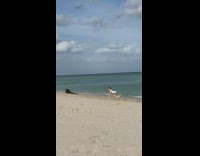 Woman white one piece bikini crawl beach