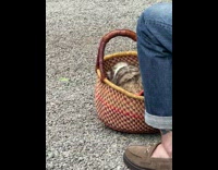 Woman feeds pet possum in purse pt. 2