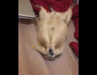 Brown prairie dog lays back eats food