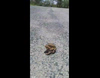 Frog carry other frog jump on pavement