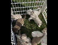 Litter of brown and white kittens grass