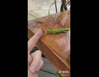 Lizard table eats off finger lick