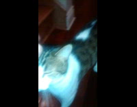 Pet cat fetches the scrunchie thrown by the filmer