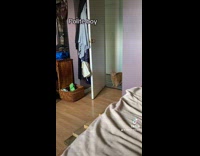 Collab ClipsIG - Courteous Cat Knocks and Meows on Door