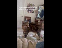 Cat likes to be tapped with magazine on back