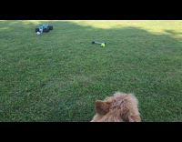 Dog chases ball attached to toy car