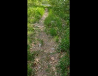 Rabbit Hops to Lady then Fox Walks Out