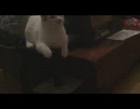 Cat plays with green laser pointer light 