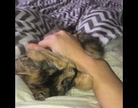 Cat holds onto girls wrist chevron blanket 