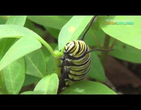 Close up monarch caterpillar eat leaves fast