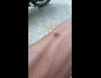 Small light colored spider crawl on arm