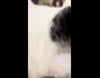 Cat mouth open scream reaction to concrete block