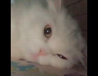 Girl zooms in on cat laying down 