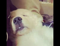 golden retriever puppy back snoring