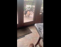 Dog try to hump orange cat porch