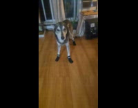 Dog first time to wear winter booties