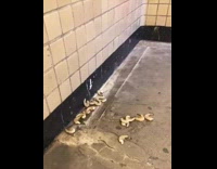 Shrimp dropped on subway station ground 