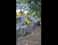 Collab WINY - Person Pikachu costume plays violin at park