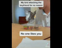 Collab BitchMP - Cockatiel pretends to have broken wing after squaring up