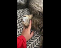 Grey cat meows chevron print red shirt