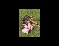Sleepy dog bites plushy toy on grass