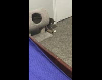 Grey brown cat tunnel toy cardboard tube