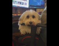 Pet dog head rests on the armrest of the chair