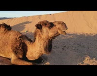 Camel lay down rest chewing dessert sunset