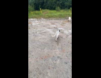 Man rescues 5 abandoned puppies 