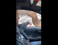 Man feeds elk a carrot