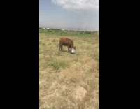 Metal bucket stuck to the head of the cow