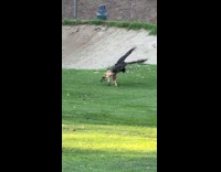 Falcon lands holds a snake on claws part 2