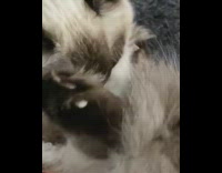 Small cat sleeps with butt inside bucket 