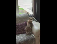 Cat Slaps Bunny with Tail on Couch 