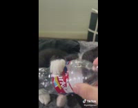 Black and white cat likes to hold things