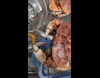 Crab eats fish for The Last Supper