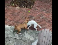 White and brown dog fight over tennis ball