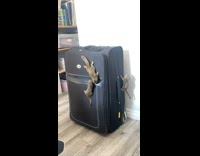 Collab Clips mpugc - Baby squirrels climbing around suitcase