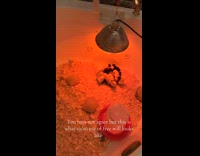 Baby chicks inside of bathtub light