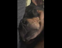 Girl touch face of dog wake up